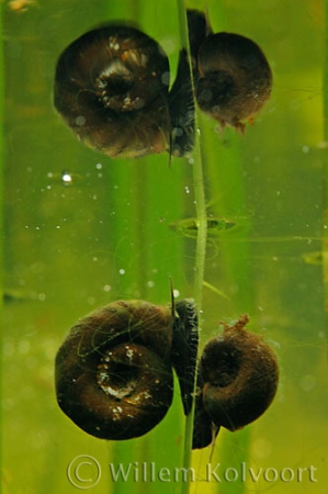 Ramshorn Snail reflecting