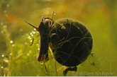 Ramshorn Snail ( Planorbis corneus ) 