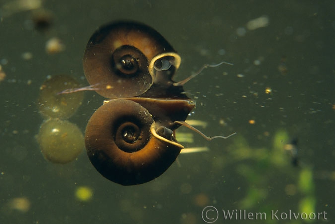 Ramshorn Snail ( Planorbis corneus ) breathing