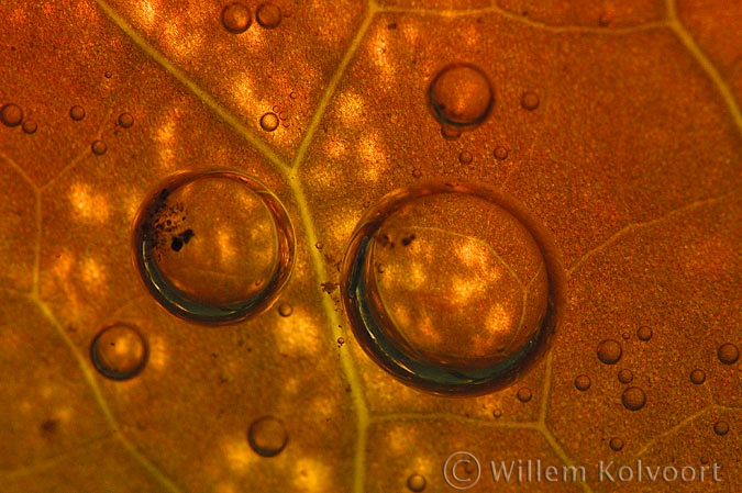 Oxygen bubbles under the leaf of the White Water-lily