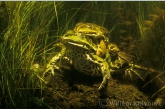 Green Frogs ( Rana esculenta ) in amplex