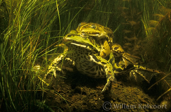 Green Frogs ( Rana esculenta ) in amplex