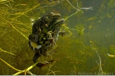 Spawning Green Frogs ( Rana esculenta )