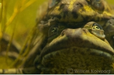 Green Frogs ( Rana esculenta ) 