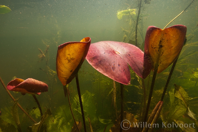 Young leaves of the Water-lily ( Nymphaea alba )