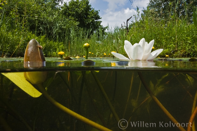 White Water-lily and Yellow Water-lily