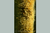 Mosdiertjes kolonie (Plumatella fungosa).