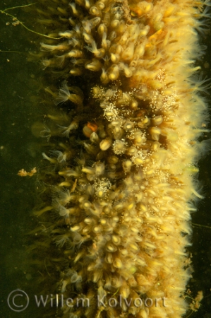 Mosdiertjes kolonie (Plumatella fungosa).