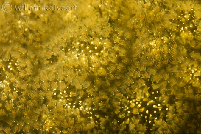 Mosdiertjes kolonie (Pectinella magnifica) close up.