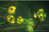 Zaaddozen van de gele plomp ( Nuphar lutea ).