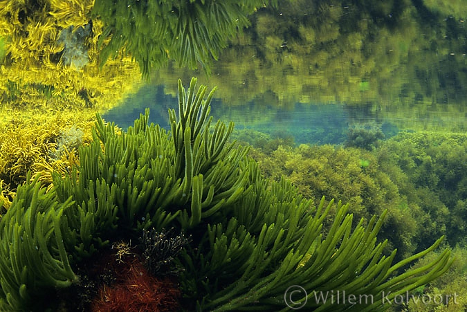 Seaweed landscape