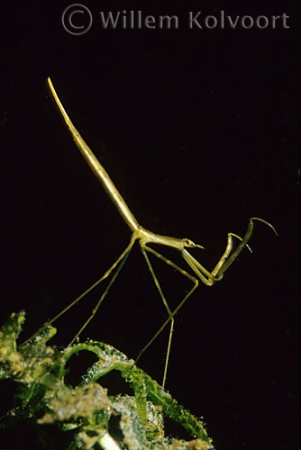 Long-bodied water scorpion ( Ranatra linearis ) juv.