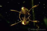 Underwater Insects