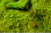 Spongefly ( Sisyra spec.) larvae