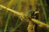  Caddis fly ( Phryganea spec. ) larva