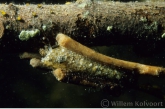 Kokerjufferlarve ( Anabolia nervosa ).
