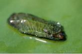 Larve van de waterlelievlinder ( Elophila nymphaeata ).