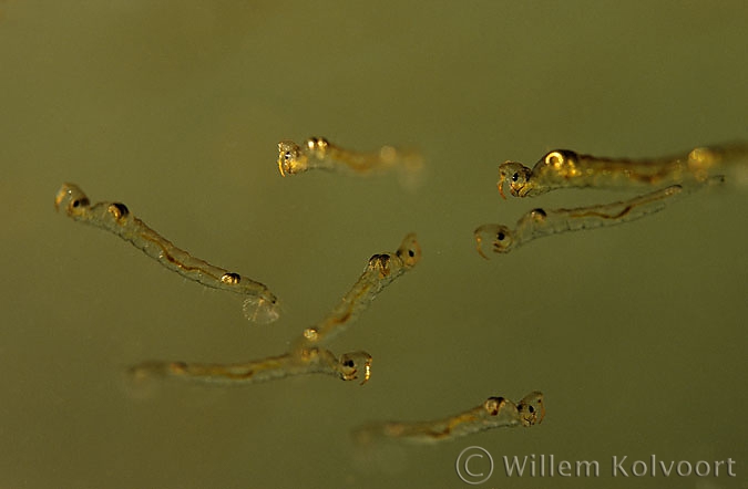  Ghost midges ( Chaoborus spec. ) larvae