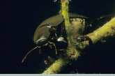 Spinnende watertor ( Hydrophilus piceus ).
