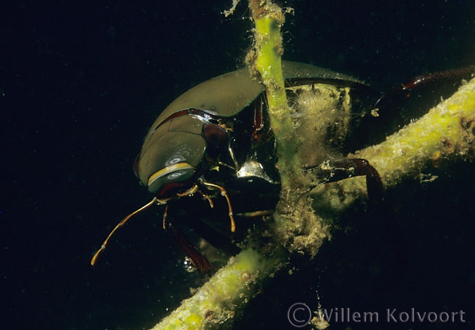 Great silver diving beetle ( Hydrous piceus )