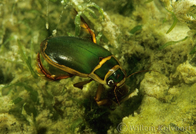Great diving beetle ( Dysticus marginalis ) male