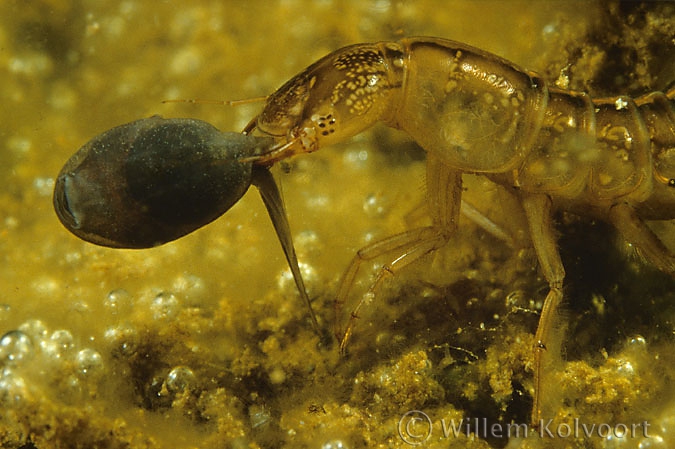 Great diving beetle ( Dysticus marginalis ) larva