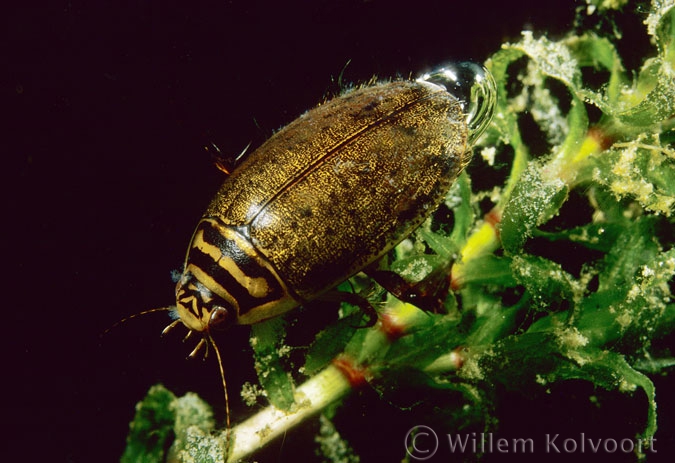 Lesser diving beetle ( Acilius sulcatus )