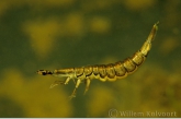 Lesser diving beetle ( Acilius sulcatus ) larva