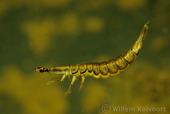 Lesser diving beetle ( Acilius sulcatus ) larva