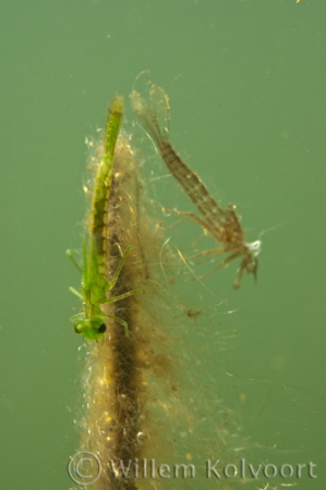 Pond olive ( Cloëon dipterum ) larva