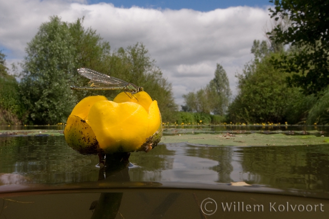 Damselfly ( Erythroma najas ) on yellow water-lily