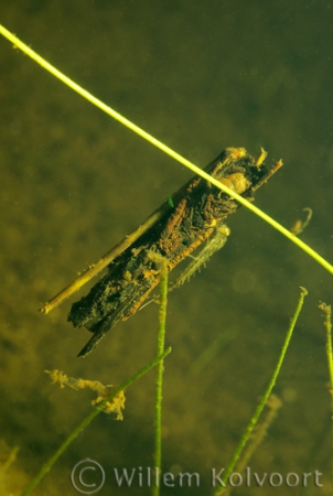 Caddis fly ( Phryganea spec. ) larva