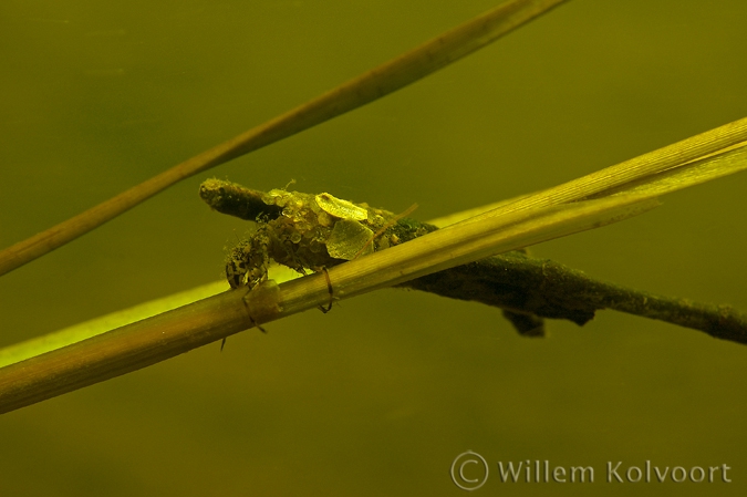 Caddis fly ( Phryganea spec. ) larva