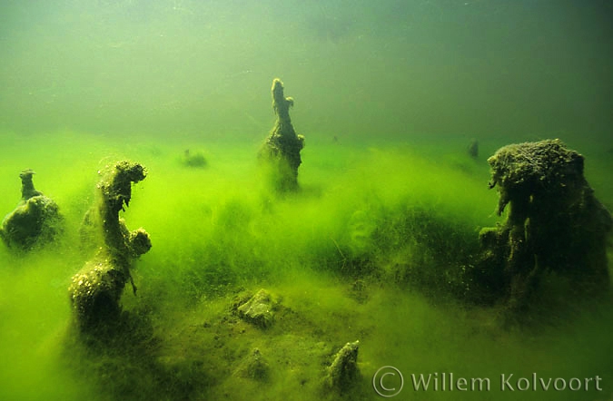 Strange Algae-formations