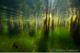 Lisdoddenlandschap met algen.