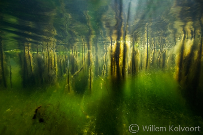 Lisdoddenlandschap met algen.