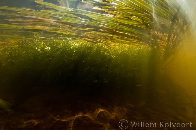 Floating Sweet-grass and Starwort in the brook