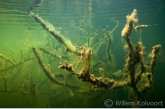 Branches with Algae