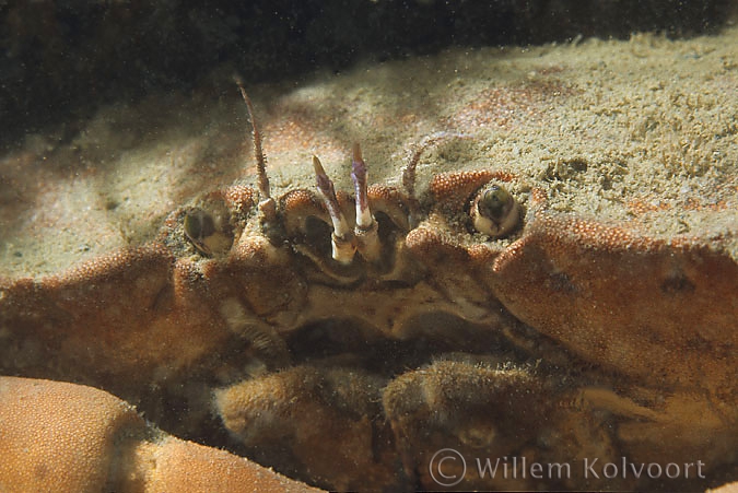 Edible crab ( Cancer pagurus )
