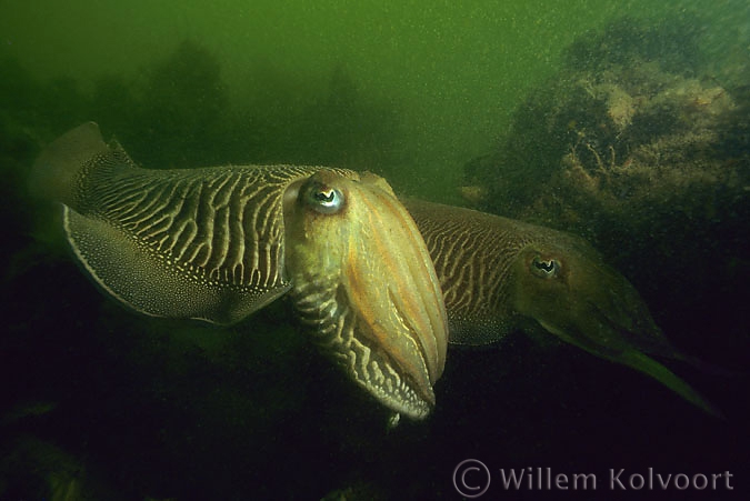 Common Cuttlefish ( Sepia officinalis )