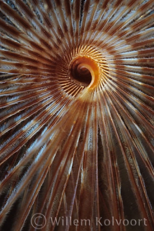 Peacock worm ( Sabella pavonia )