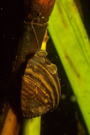 Zebra mussel ( Dreissena polymorpha )