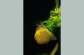 Pea mussel ( Pisidium amnicum )