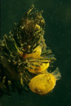 Pea mussel ( Pisidium amnicum )