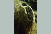 Swan mussel ( Anodonta cygnea )