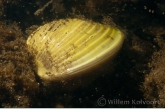 Asian clam ( Corbicula fluminea )