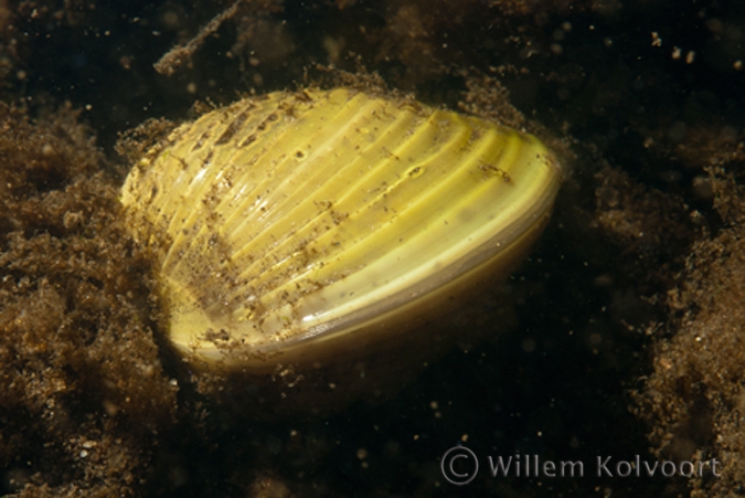 Asian clam ( Corbicula fluminea )