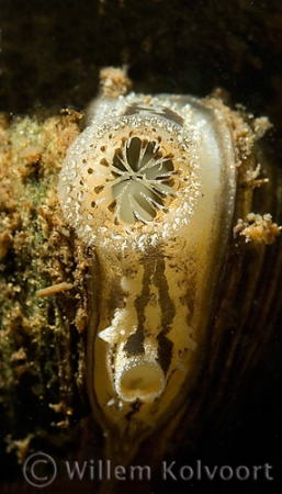 Zebra mussel ( Dreissena polymorpha )