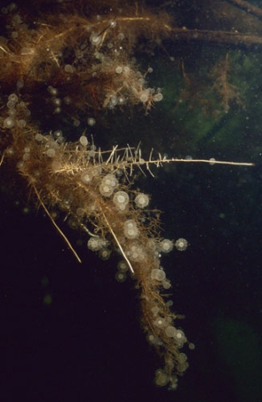 Wheel animalcules ( Sinantherina ) on tree roots