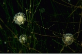 Hart raderdiertjes kolonies (Lacinularia flosculosa) .